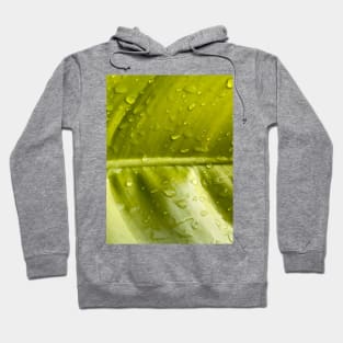 Wet green leaf with Water droplets. Hoodie